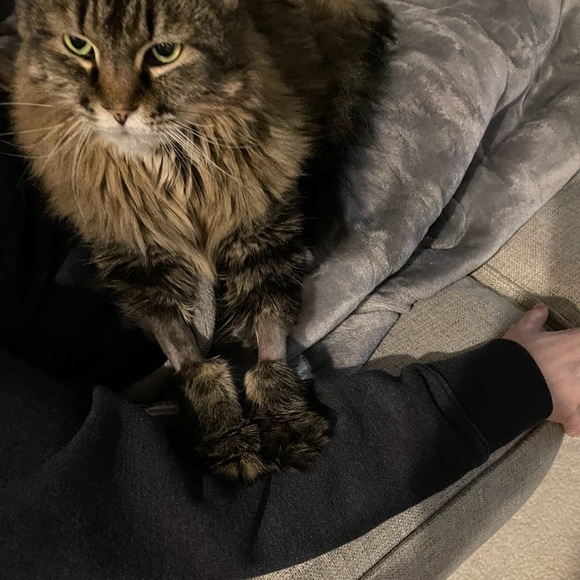 NWT Only Yours Asymmetrical Lace Dress by NBD - Picture 11 of 13